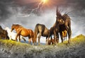 Horses at the top in a thunderstorm Royalty Free Stock Photo