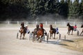 Horses trotter breed in harness racing Royalty Free Stock Photo