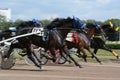 The horses trotter breed in motion Abstract blur