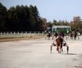 Horses trotter breed in motion harness racing Royalty Free Stock Photo