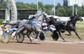 The horses trotter breed in motion