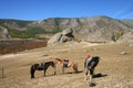 Horses at Turtle Rock