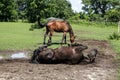 Horses Royalty Free Stock Photo