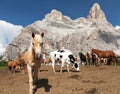 Horses under Monte Pelmo in Italian Dolomities