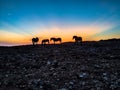 horses under the sunset