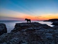 horses under the sunset