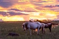 Horses under sunset at Chapada dos Veadeiros Royalty Free Stock Photo