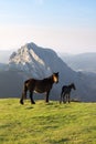 Horses in Urkiola