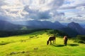 Horses in Urkiola mountains Royalty Free Stock Photo