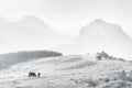 Horses in Urkiola mountains on hazy day