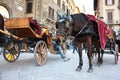 Horses used as towing vehicles to carry tourists on wooden carriages