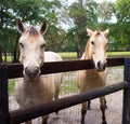 Two blonde horses in a paddock