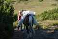 Boy with packhorse in ceahlau mountains,romania