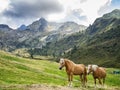 Horses in Valvarrone valley on the Italian alps Royalty Free Stock Photo