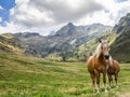 Horses in Valvarrone valley on the Italian alps Royalty Free Stock Photo