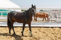 Horses of various paints are staying in separate corrals