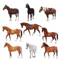 Horses in various poses