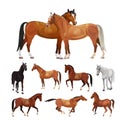 Horses in various poses