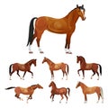 Horses in various poses