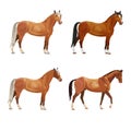 Horses in various poses