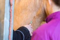 Horses veterinarian research with examines blood and internally