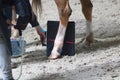 Horses veterinarian research with x-ray in a crippled horse. horse can no longer walk Royalty Free Stock Photo