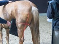 Horses veterinarian research with x-ray in a crippled horse. horse can no longer walk