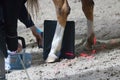 Horses veterinarian research with x-ray in a crippled horse. horse can no longer walk Royalty Free Stock Photo