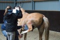 Horses veterinarian research with x-ray in a crippled horse. horse can no longer walk