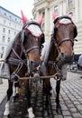 Horses in Vienna. Royalty Free Stock Photo