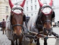 Horses in Vienna. Royalty Free Stock Photo