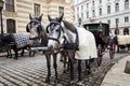 Horses in Vienna. Royalty Free Stock Photo