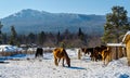 Horses in the village in the Ural Mountains Royalty Free Stock Photo