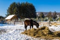 Horses in the village in the Ural Mountains Royalty Free Stock Photo