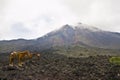 Horses and Volcano in Guatemala