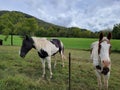 Horses wait patiently at the fence line