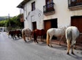 Horses Waiting in the Street