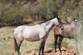 Horses waiting slowdown in the camp