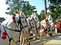 horses waiting for tourist, Murree, Pakistan Royalty Free Stock Photo