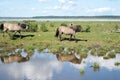 Horses walk along the pond in summer.