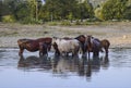 Horses walk in line with a shrinking river. The life of horses