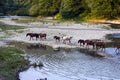 Horses walk in line with a shrinking river. The life of horses