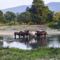 Horses walk in line with a shrinking river. The life of