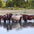 Horses walk in line with a shrinking river. The life