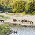 Horses walk in line with a shrinking river. The life of