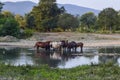 Horses walk in line with a shrinking . The life of horses