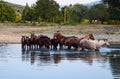 Horses walk in line with a shrinking river. The life of