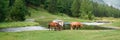 Horses walk near a stream