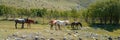 Horses walk near a stream in mountains