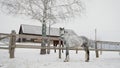 Beautiful horse riding on a winter ranch. Two horses are approaching a snowy field. Horses walk in winter. In winter, a Royalty Free Stock Photo